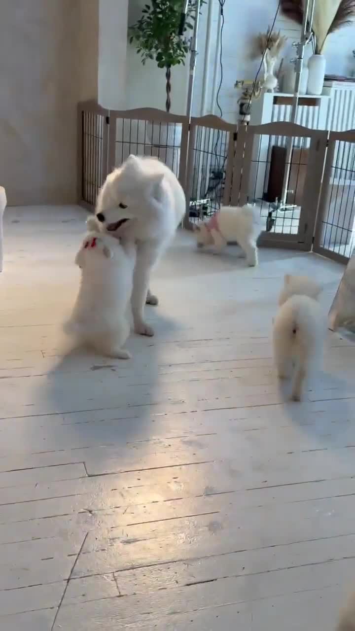 Samoyed dogs for sale: Pretti-Snow - Video 1