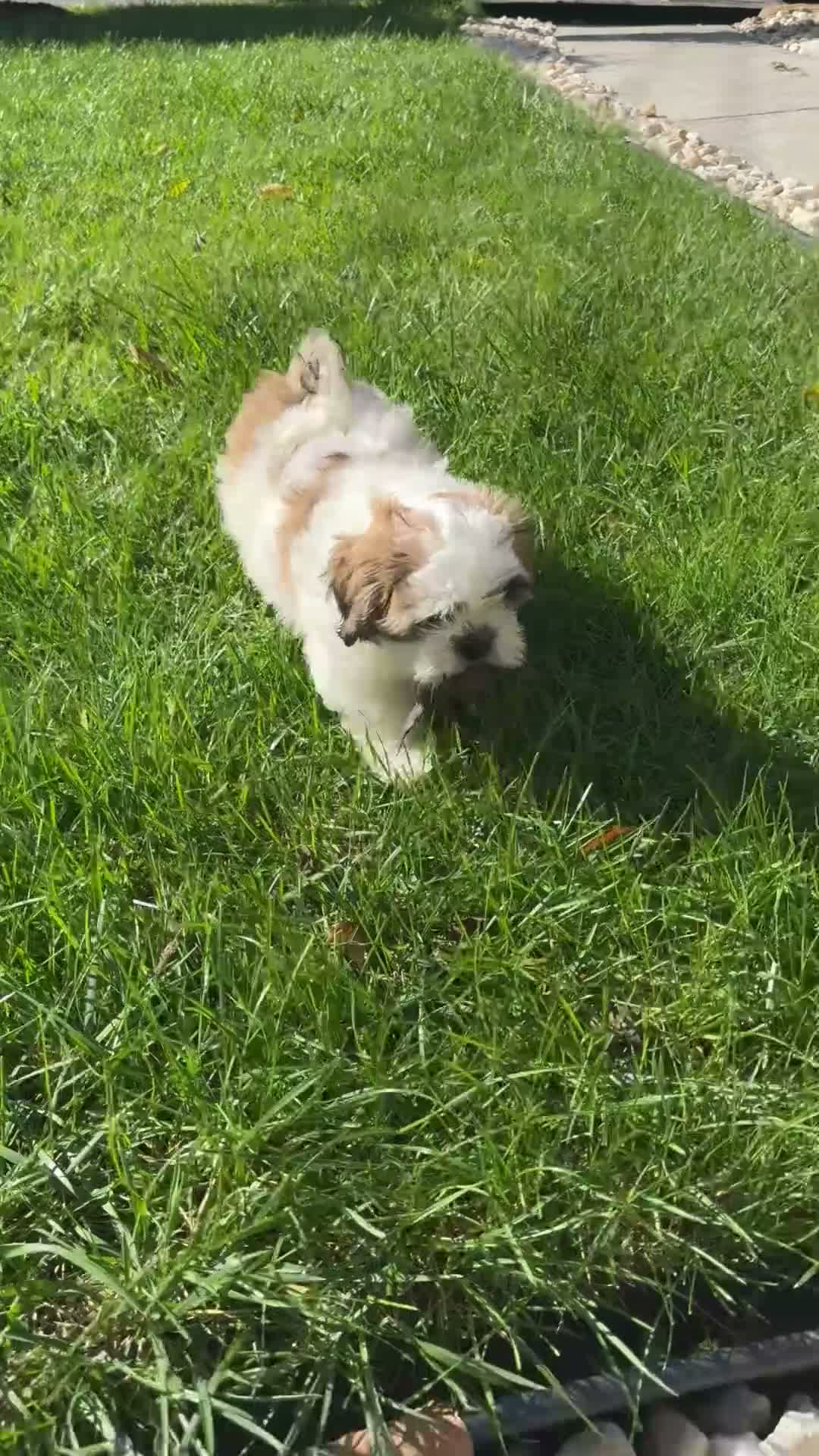 Shih Tzu dogs for sale: Shih Tzu 3 baby boy orange - Video 1