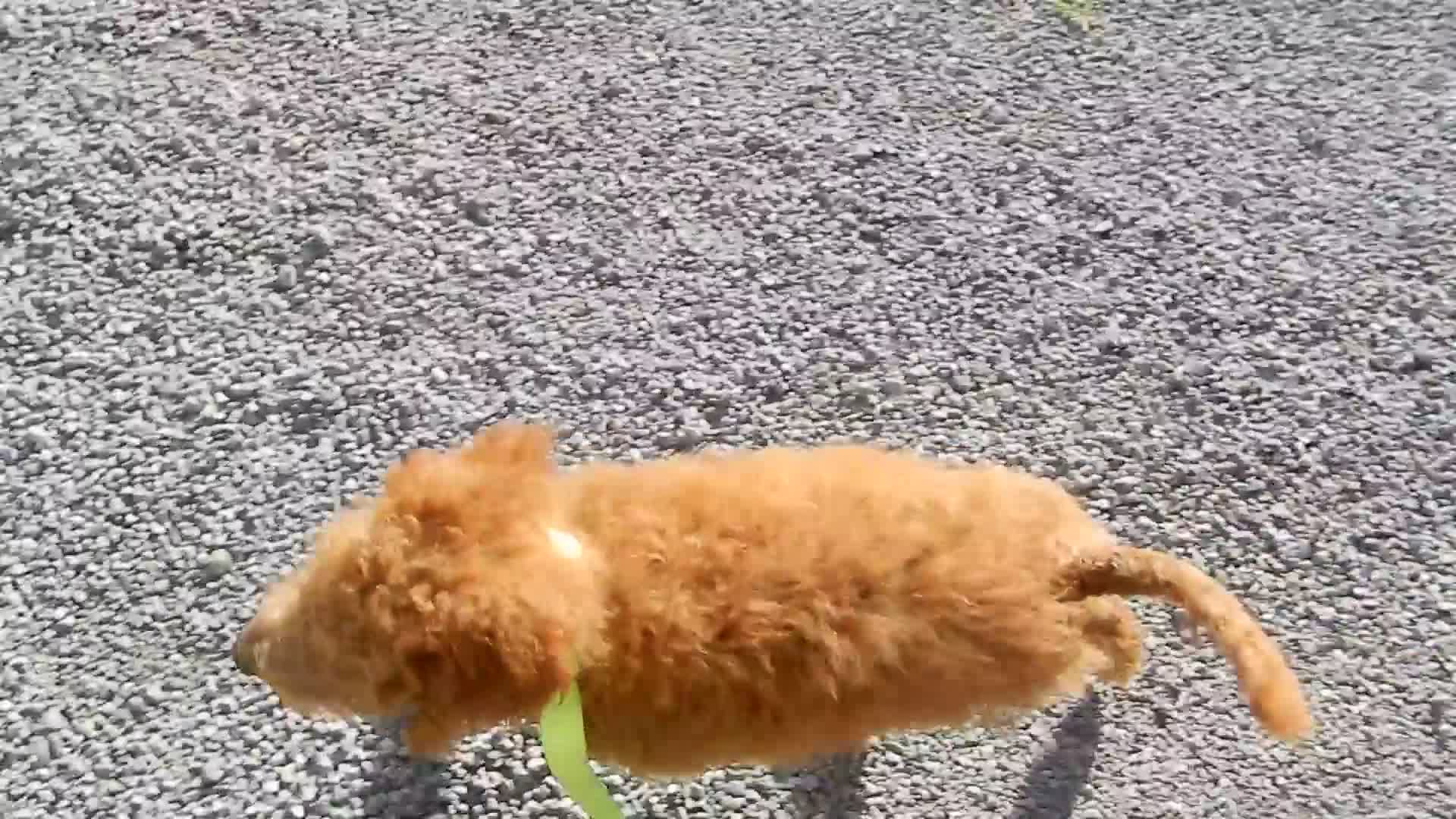 Mini Goldendoodle dogs for sale: Theo (medium) - Video 1