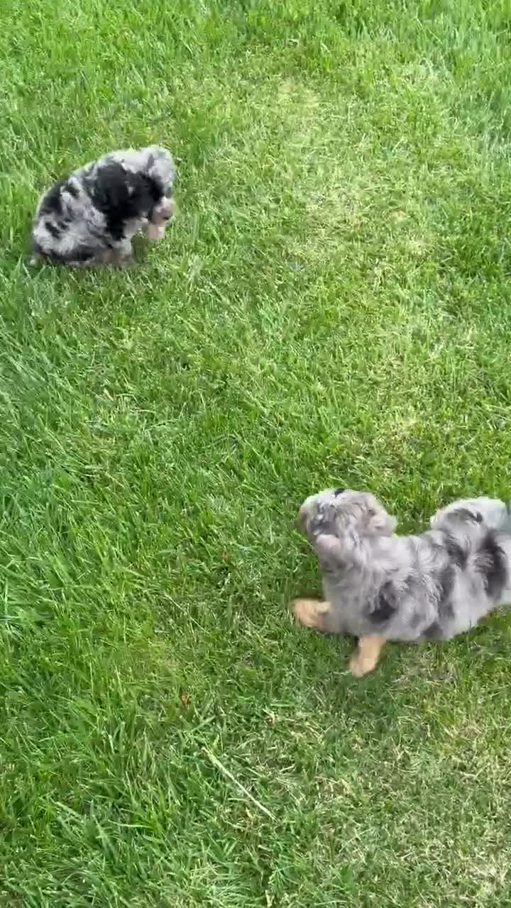 Mini Aussiedoodle dogs for sale: Mini Asher - Video 4