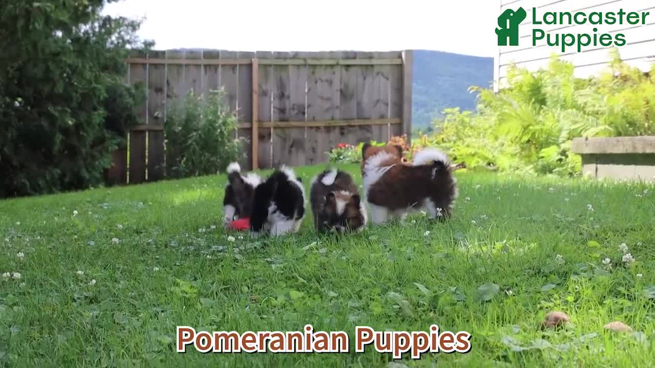 Pomeranian dogs for sale: Twinkie - Video 1