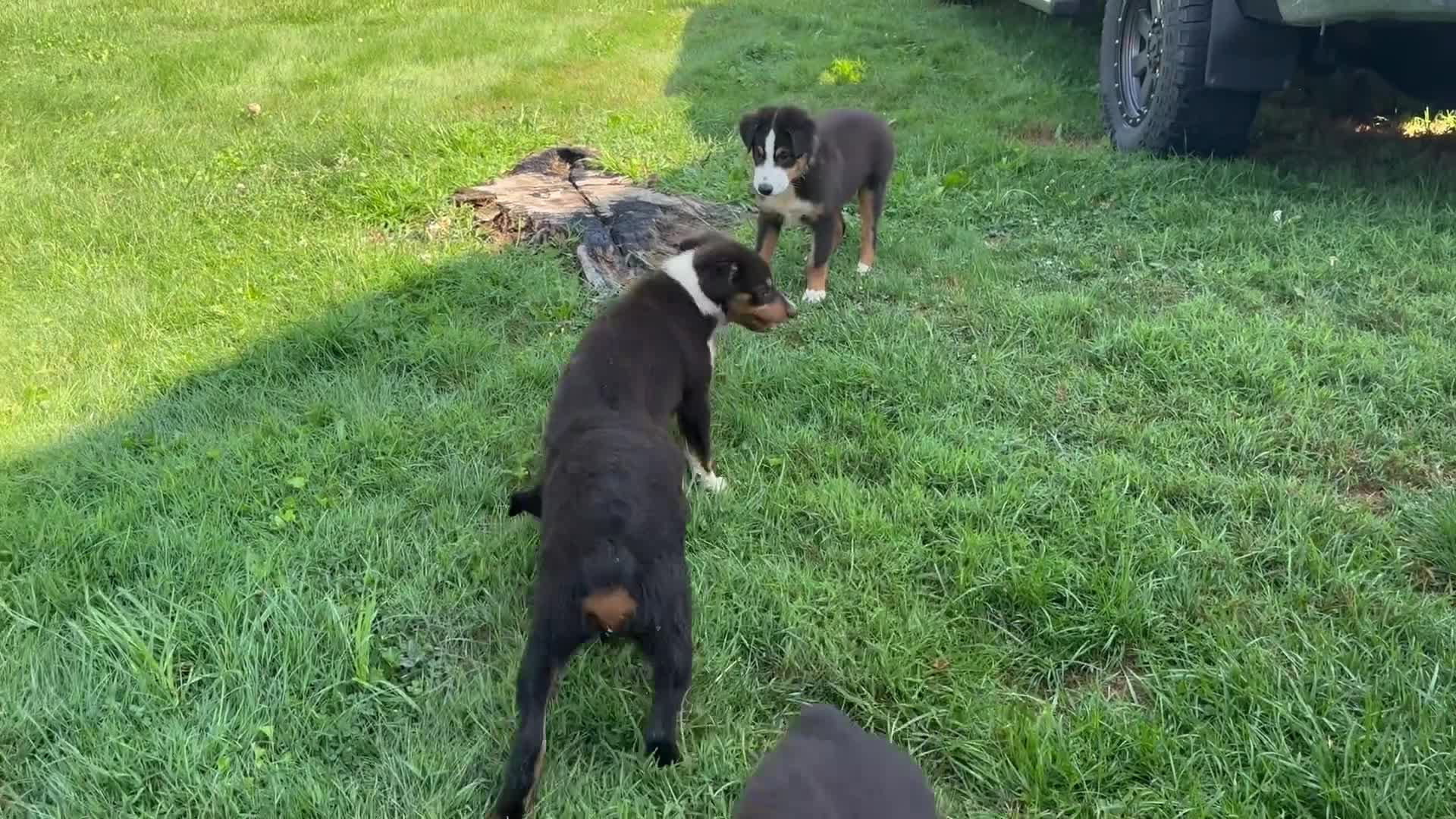 Miniature Australian Shepherd dogs for sale: #7 Bear - Video 3