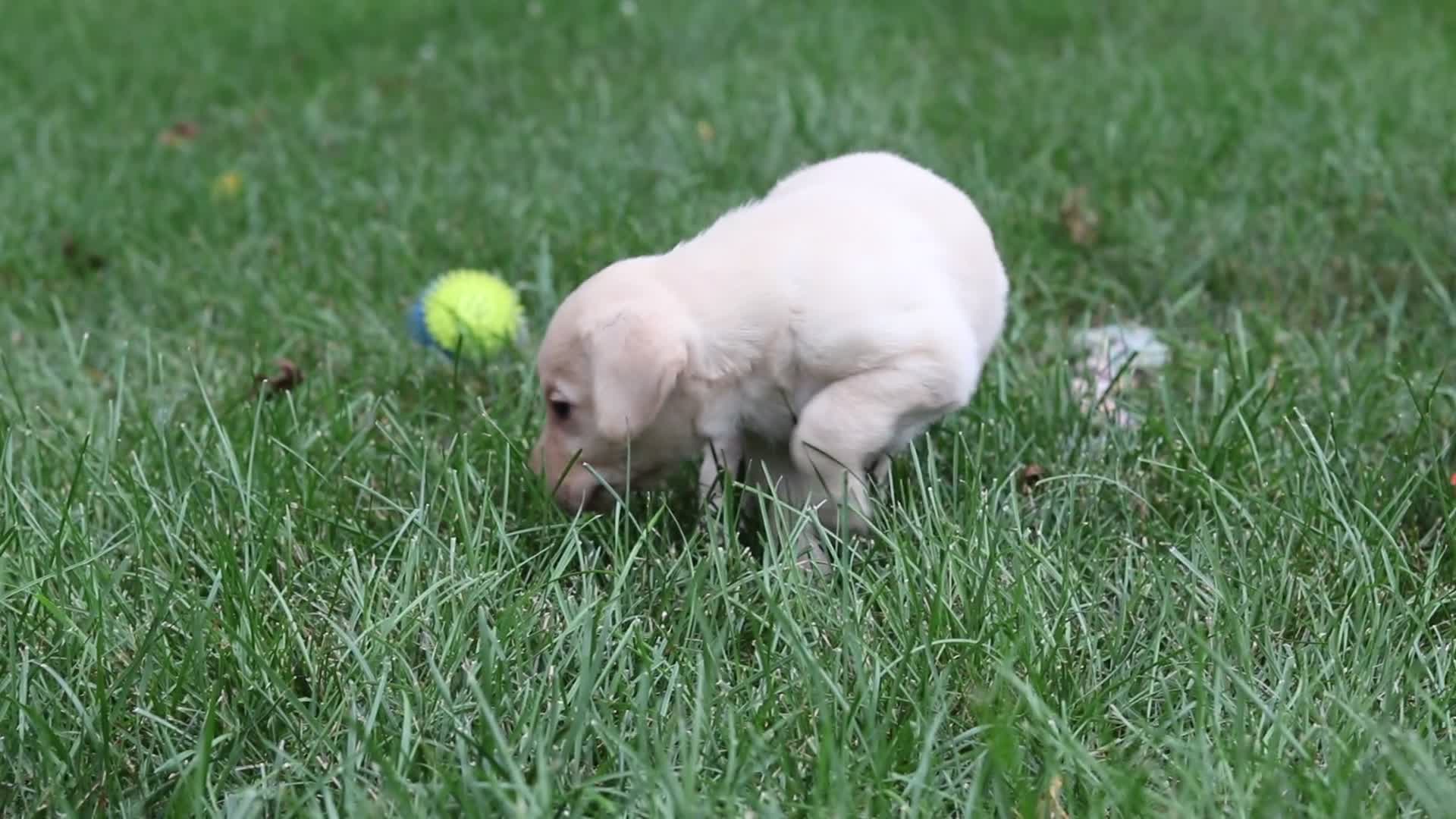 Labrador Retriever dogs for sale: Scout - Video 1