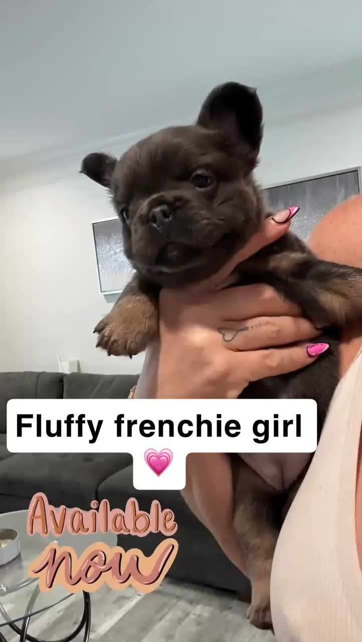 French Bulldog dogs for sale: Mike Tyson  - Video 2