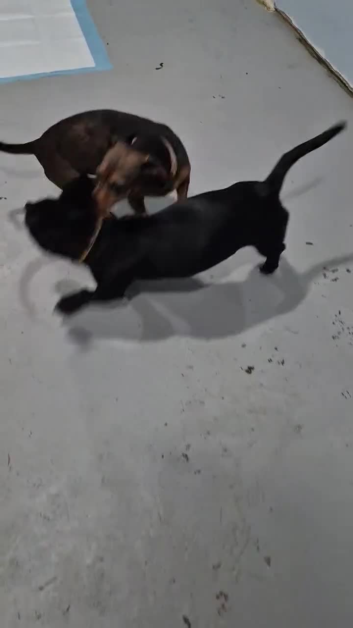 Dachshund dogs for sale: Dachshund 1 - Video 1