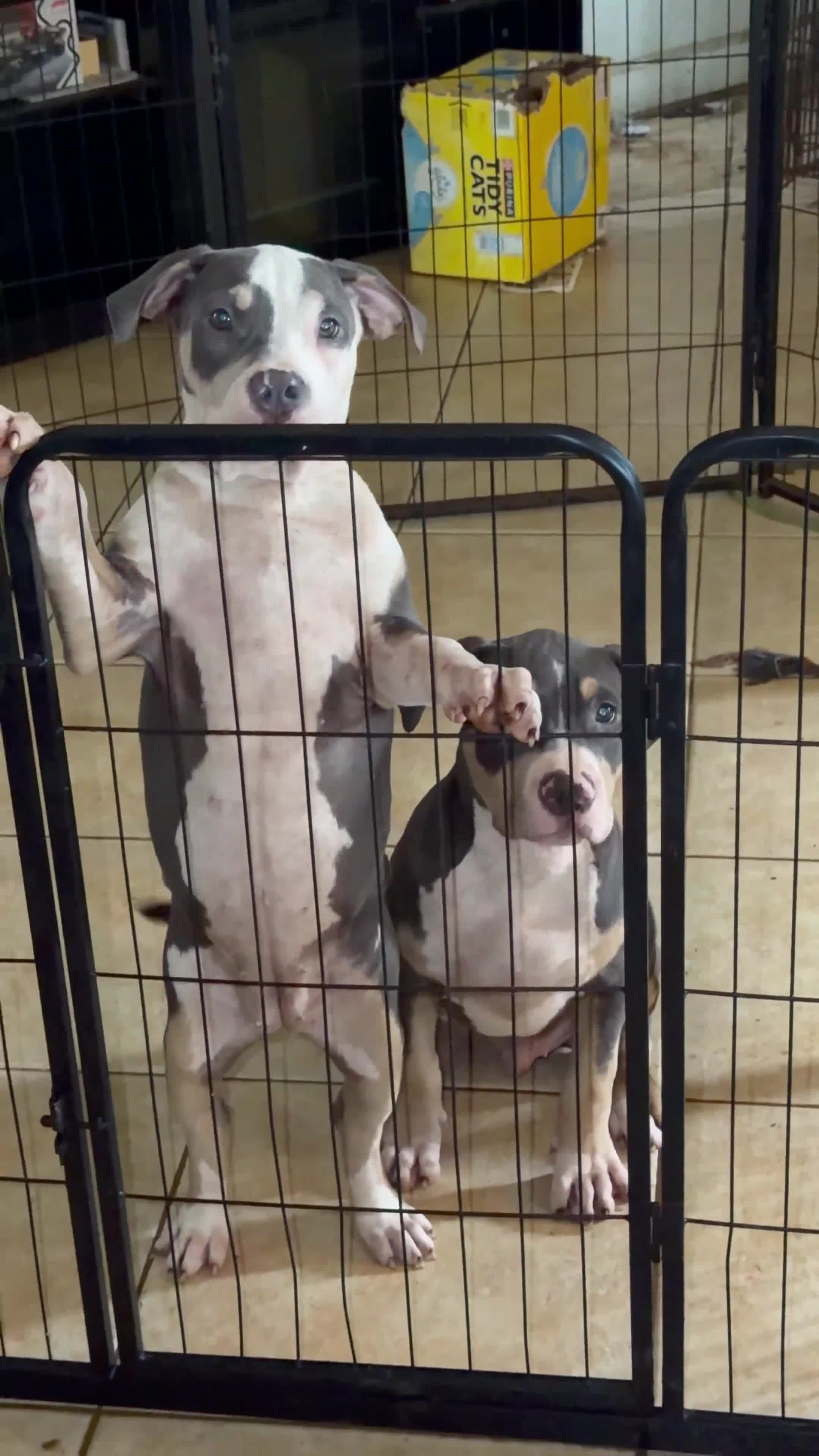 American Bully dogs for sale: Harley - Video 1