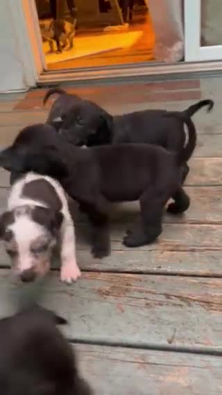 Catahoula Leopard Dog dogs for sale: Ember - Video 2