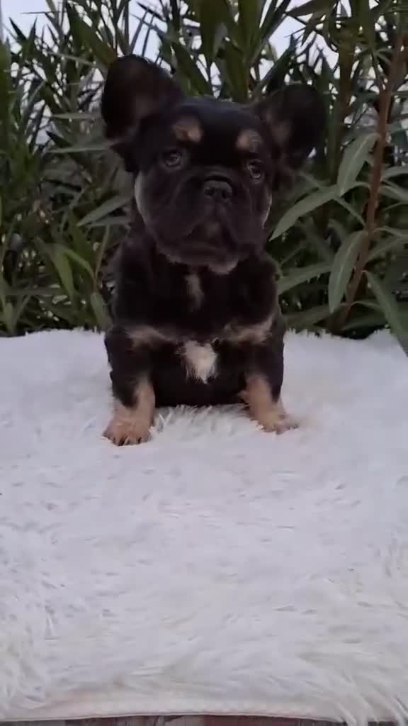 French Bulldog dogs for sale: Chocolate & Tan Fluffy Female - Video 1