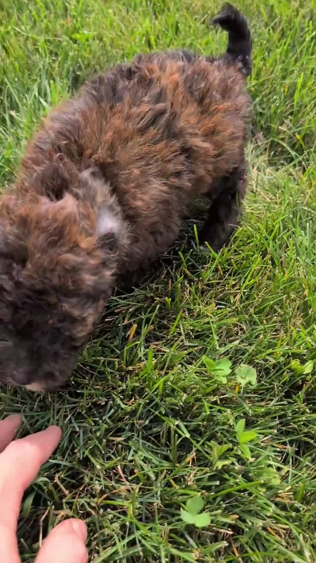 Mixed Breed dogs for sale: Duke - Video 1