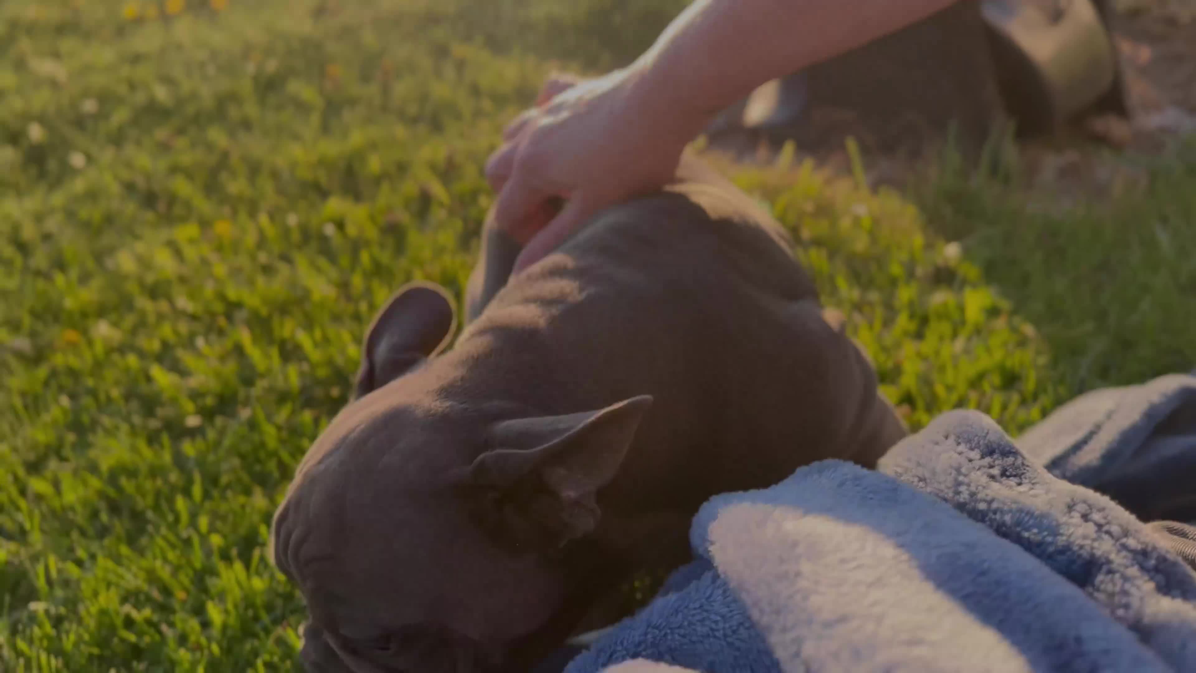 French Bulldog dogs for sale: Paislee “Dark Green”Collar, Female  - Video 2