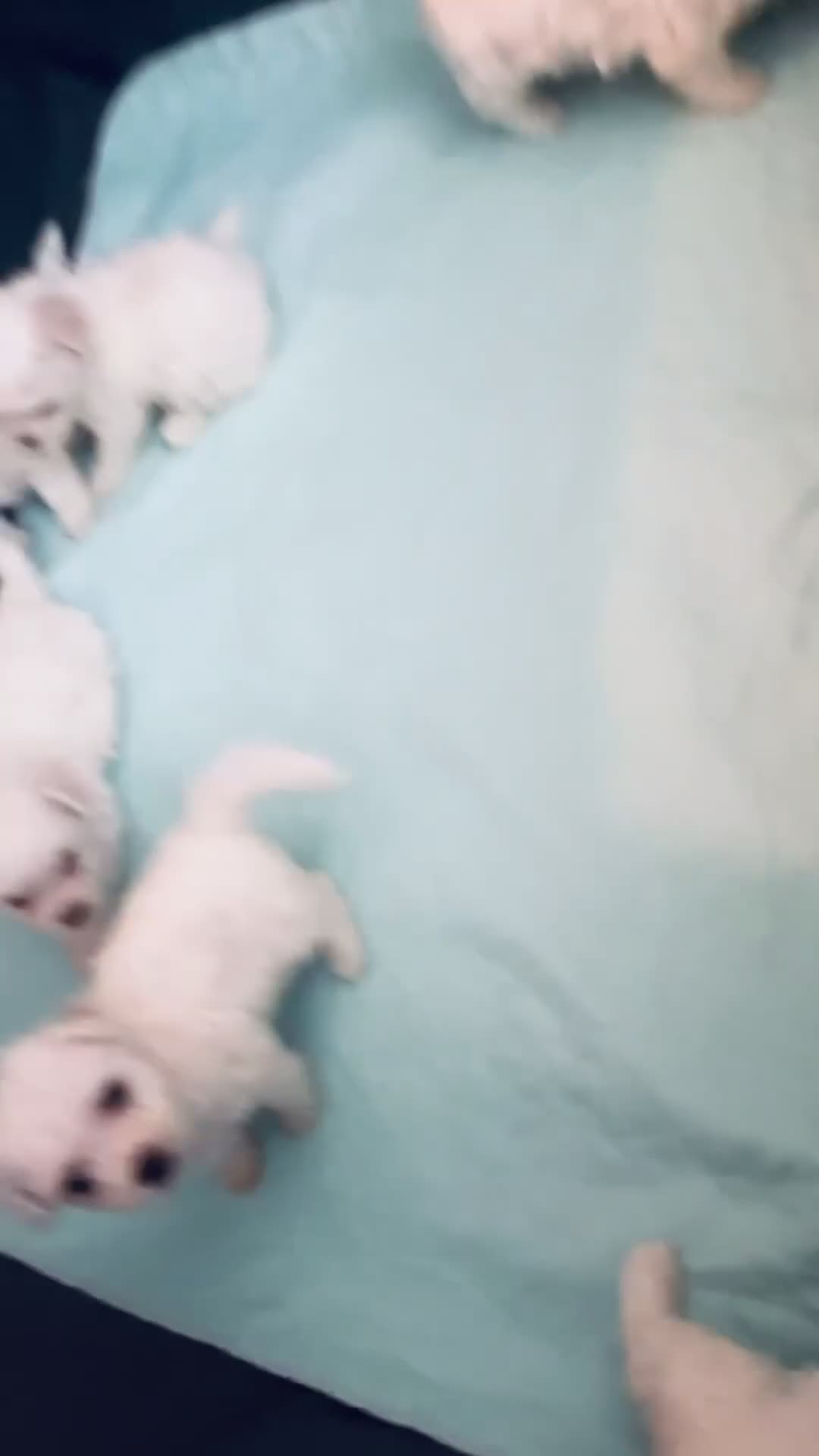 Bichpoo dogs for sale: Bichpoo 2 - Video 1