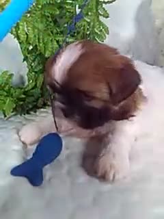 Shih Tzu dogs for sale: Hayes  - Video 1