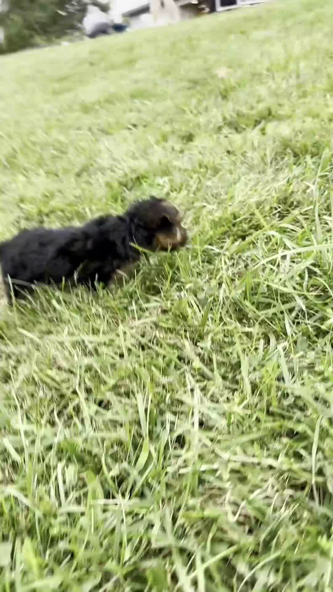 Yorkshire Terrier dogs for sale: Miki - Video 1