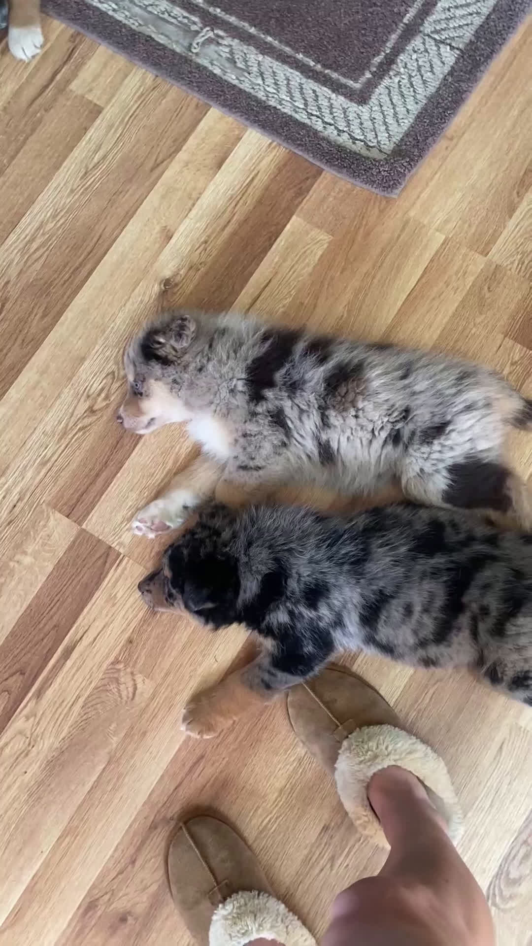 Mixed Breed dogs for sale: Kola - Video 1