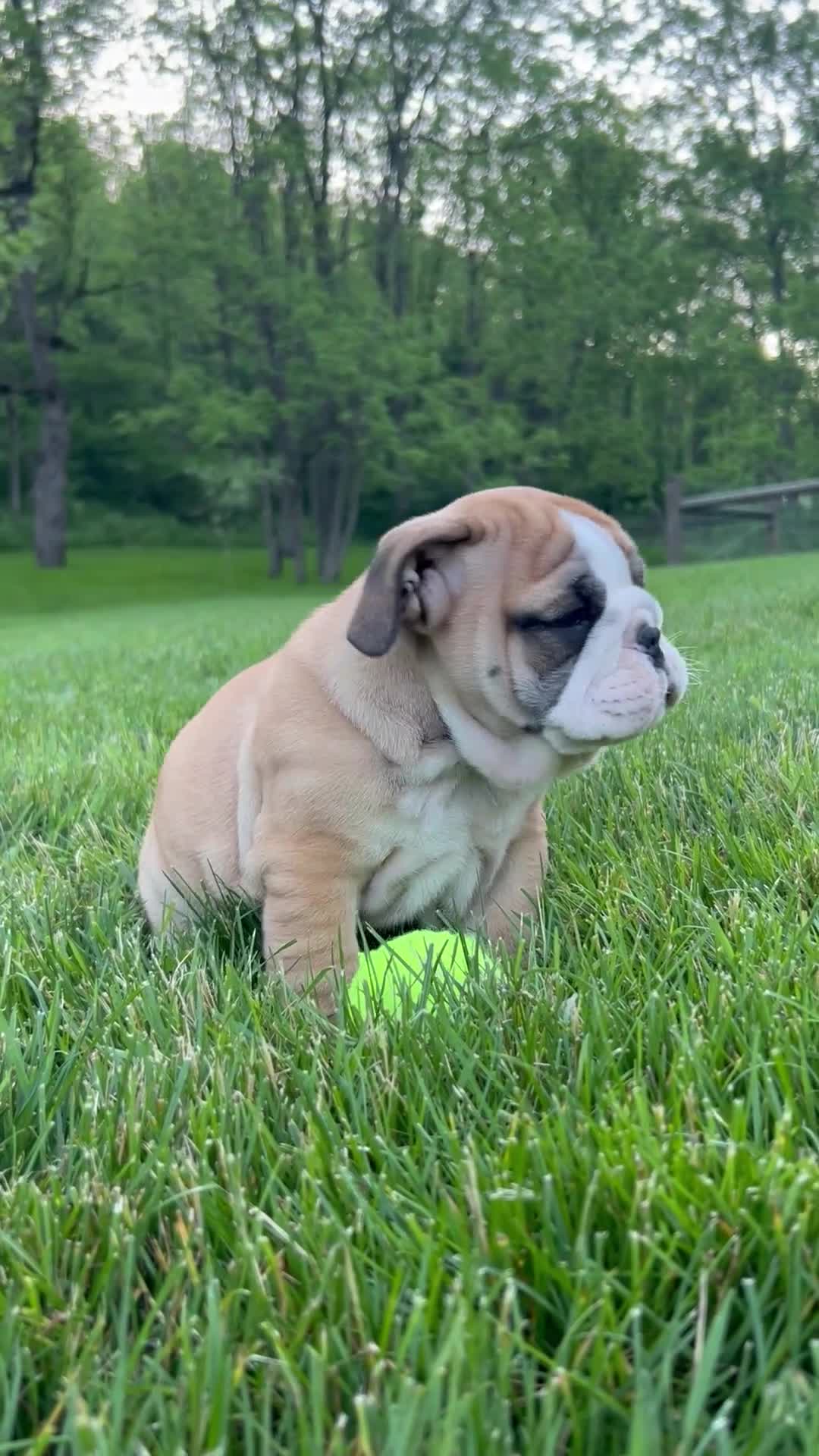 English Bulldog dogs for sale: Victor - Video 1
