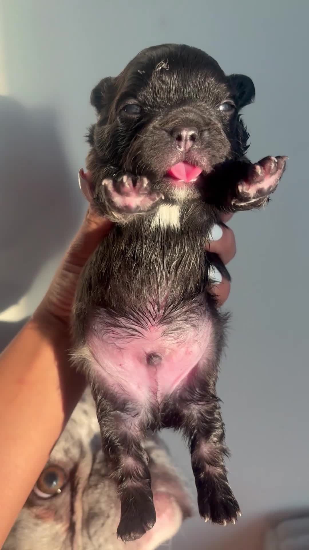 French Bulldog dogs for sale: Euro - Video 1