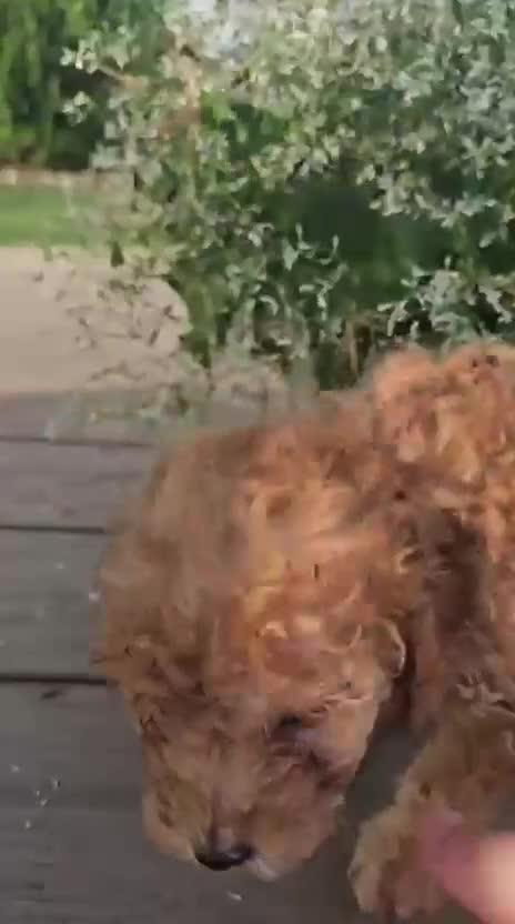 Toy Poodle dogs for sale: Goldie - Potty and Crate Trained - Video 1