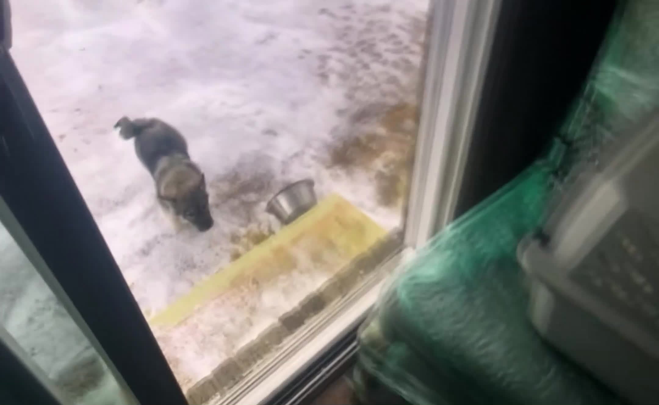 Norwegian Elkhound dogs for sale: Norwegian Elkhound Puppy 1 - Video 1