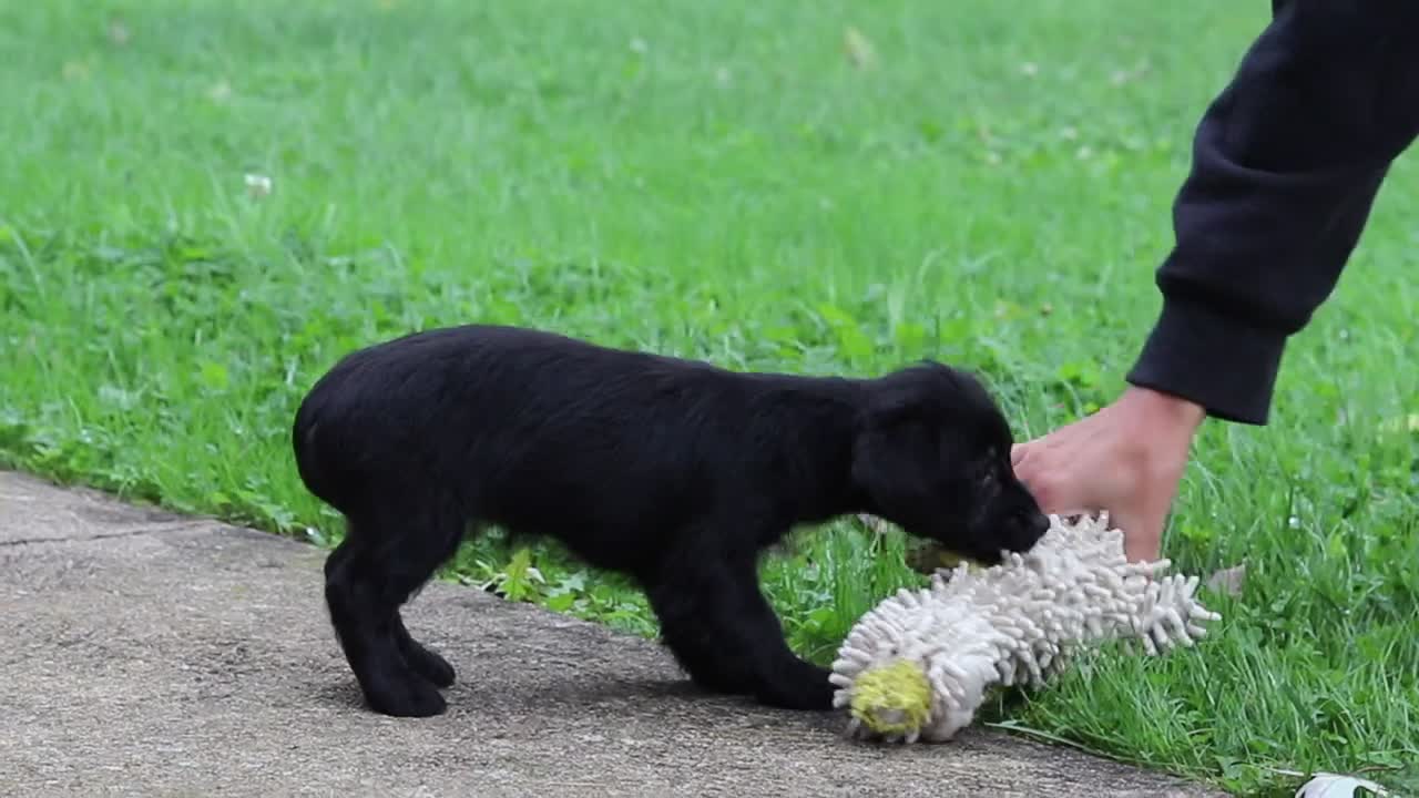 Yorkiepoo dogs for sale: Poppy - Video 2
