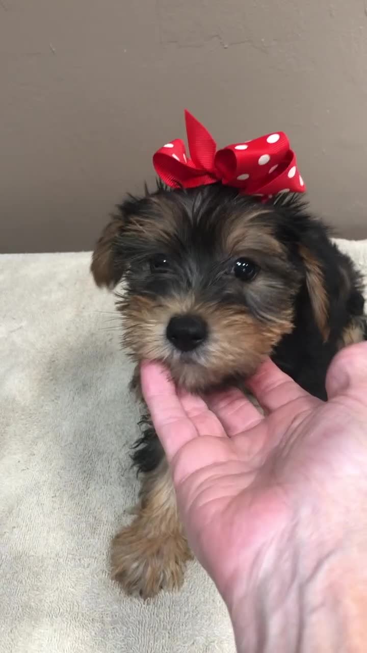 Yorkshire Terrier dogs for sale: Ziggy steal of a deal - Video 1