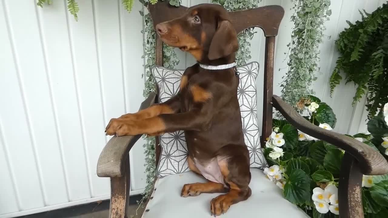 Doberman Pinscher dogs for sale: Doberman Pinscher 1 Sabrina - Video 1