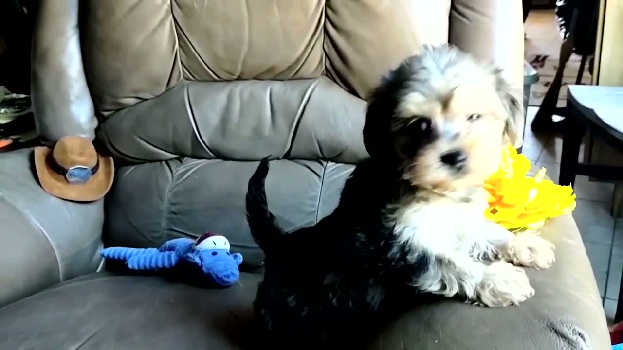 Yorkiepoo dogs for sale: Ms. Teapot  - Video 2