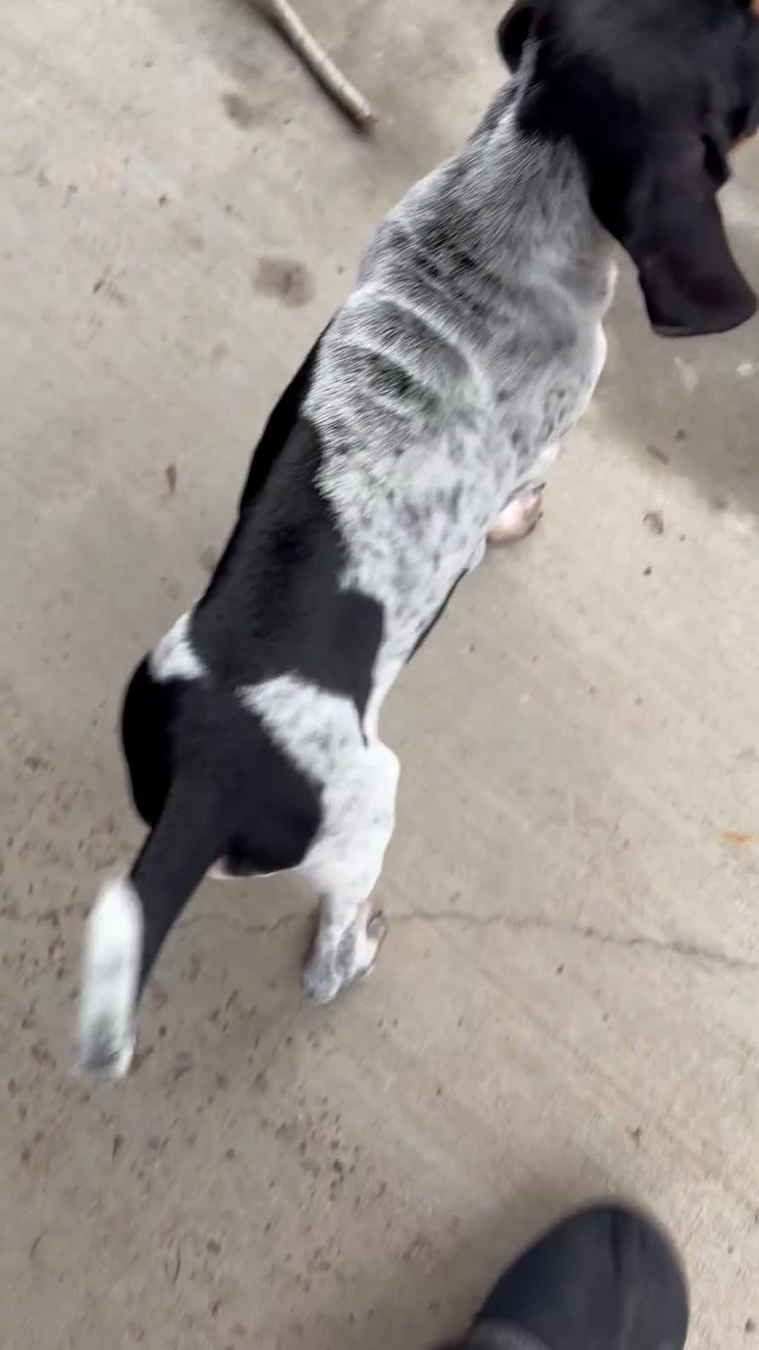 Coonhound dogs for sale: Coonhound Puppy 1 - Video 2