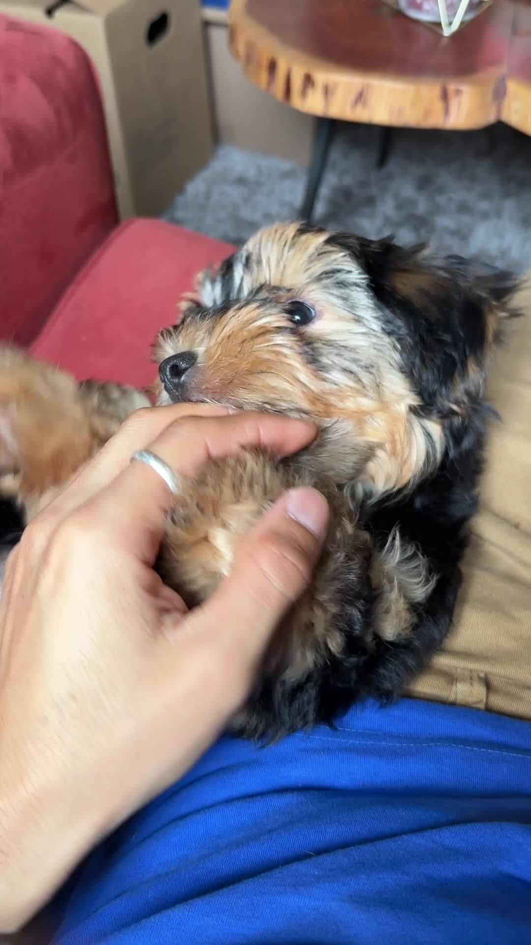 Yorkshire Terrier dogs for sale: Yorkshire Terrier 1 - Video 1
