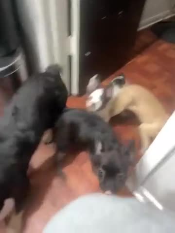 French Bulldog dogs for sale: Fluffy, French Bulldog Puppy 1 - Video 1