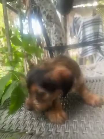 Shorkie dogs for sale: Shorkie 2 - Video 1