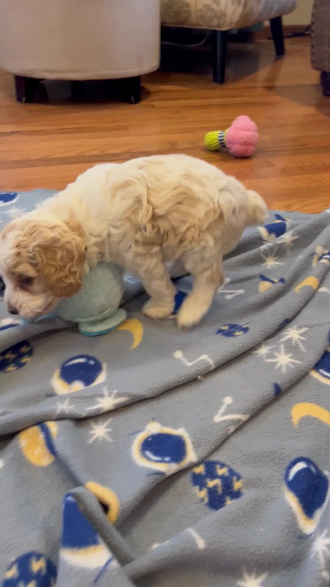 Cockapoo dogs for sale: Buff and white boy/black nose  - Video 1