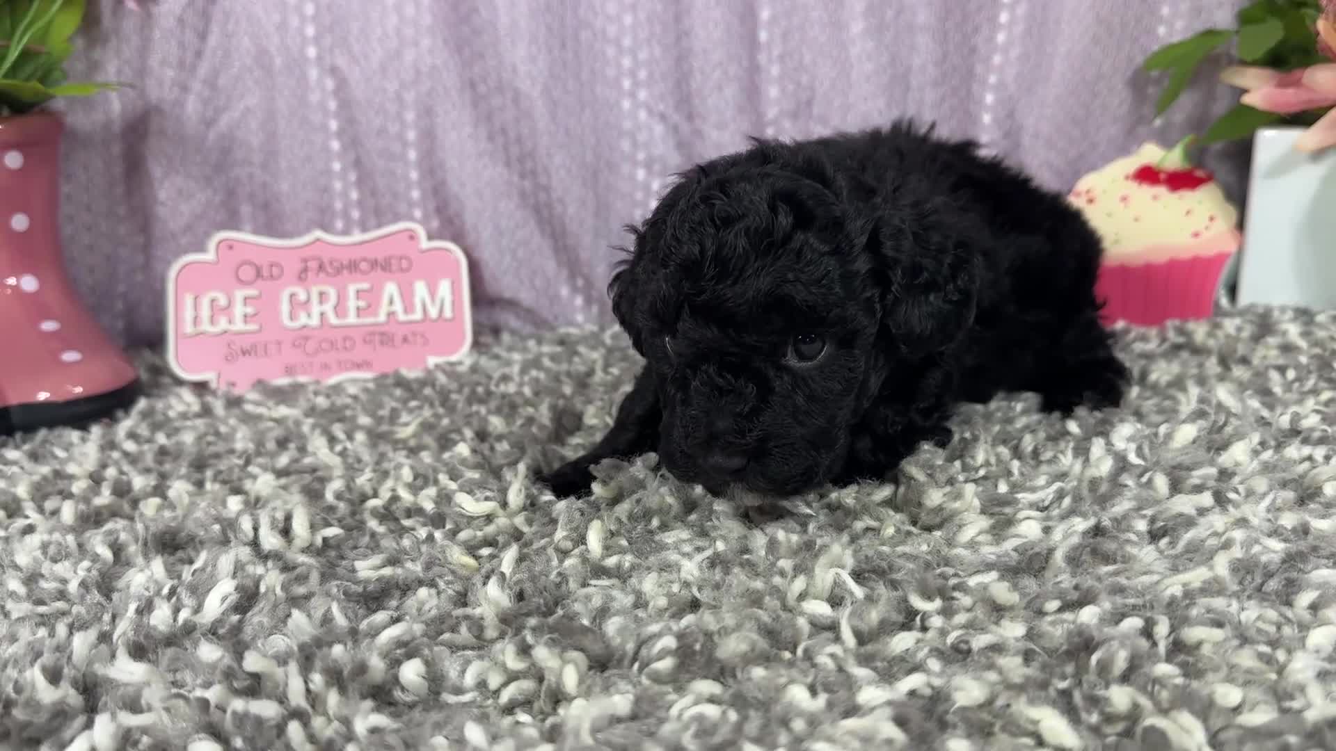 Miniature Poodle dogs for sale: Miniature Poodle 3 - Video 1