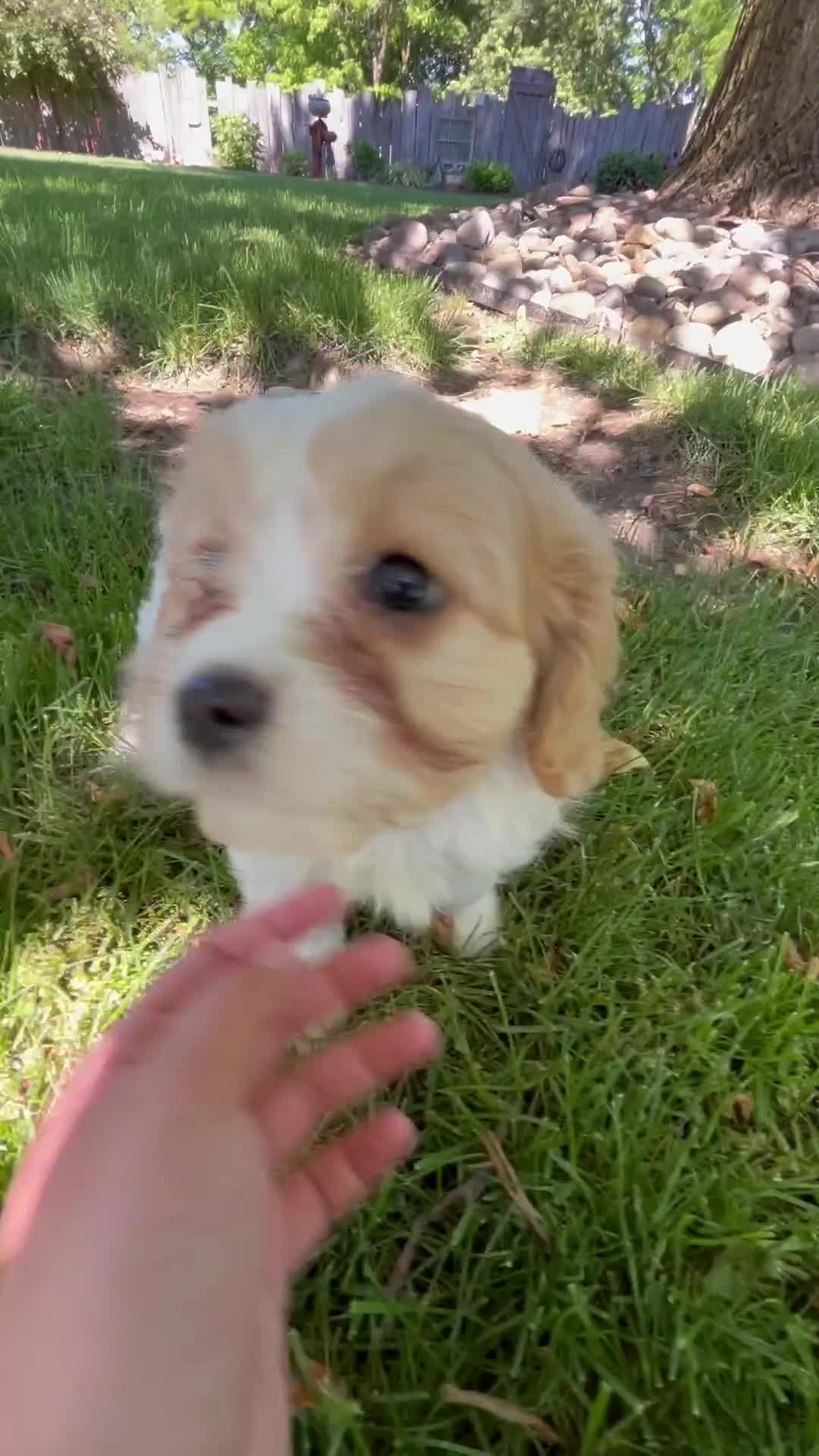 Cavapoo dogs for sale: Evie - Video 1