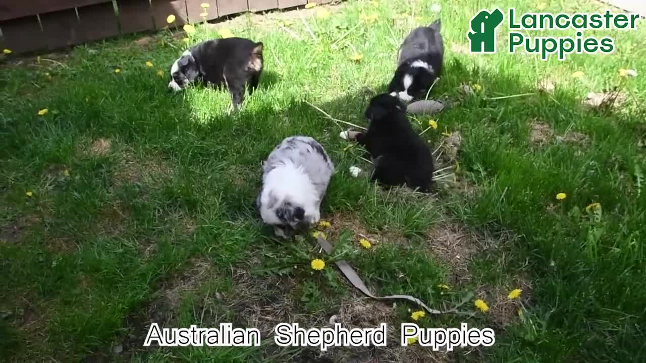 Australian Shepherd dogs for sale: Albert - Video 1