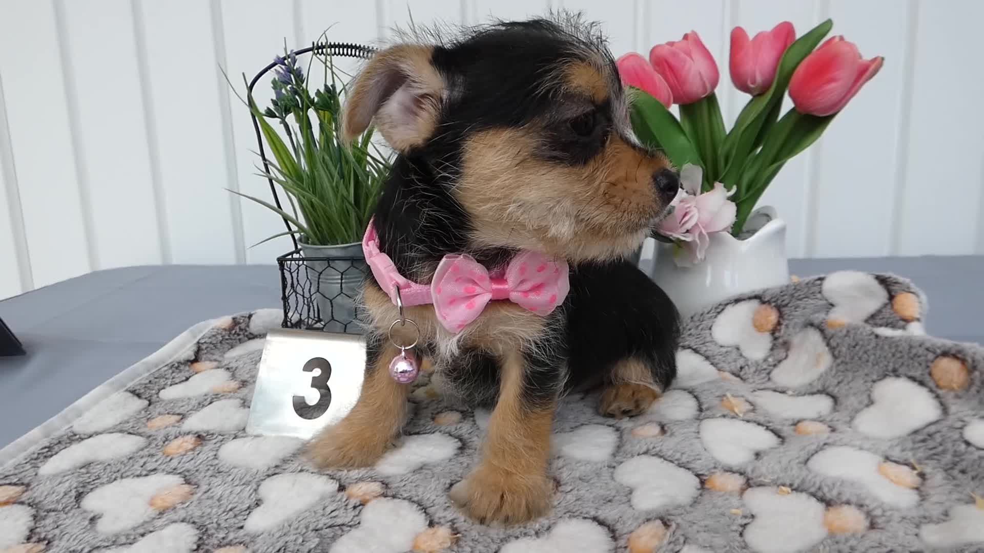 Chorkie dogs for sale: Chorkie 2 Polly - Video 1