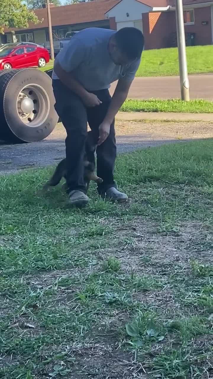 German Shepherd dogs for sale: Riot - Video 1