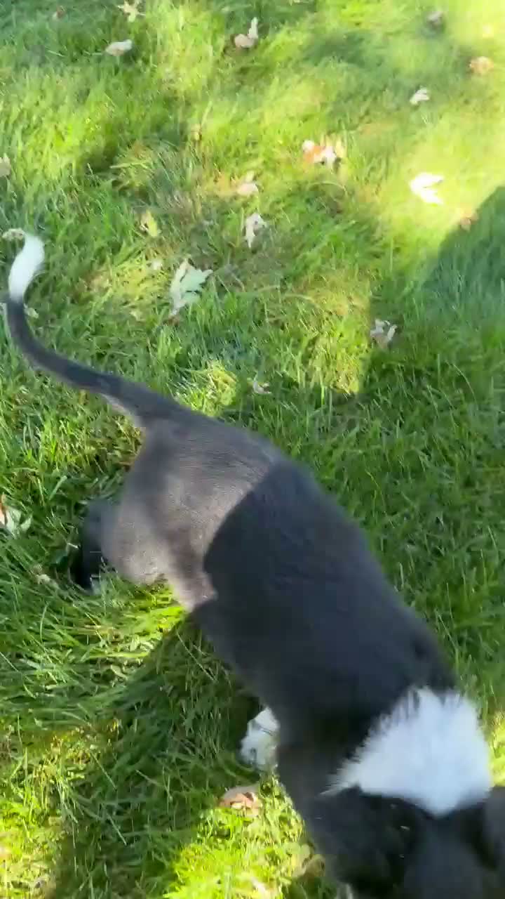 Mixed Breed dogs for sale: Boss - Video 1