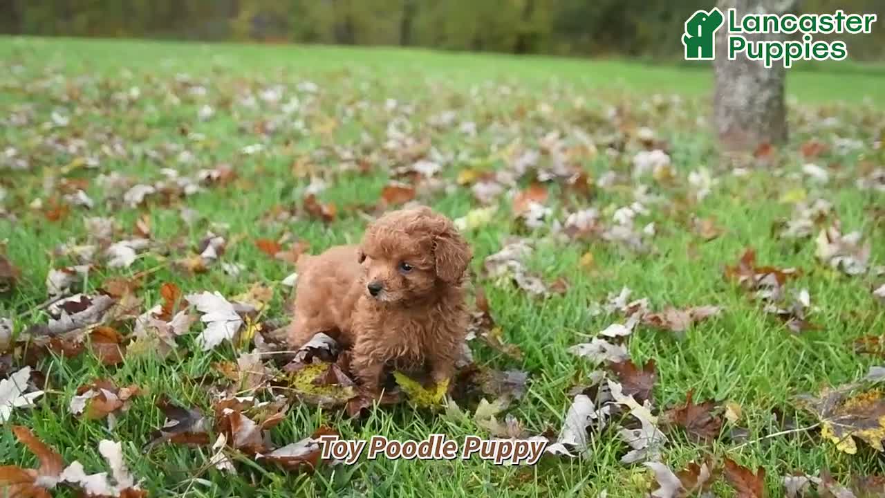 Toy Poodle dogs for sale: Rosie - Video 1