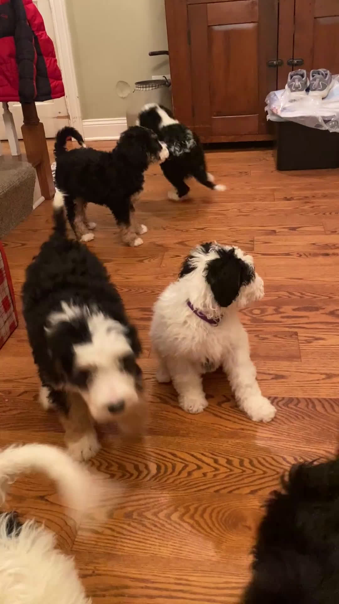Mini Bernedoodle dogs for sale: Peppermint Patty - Video 2