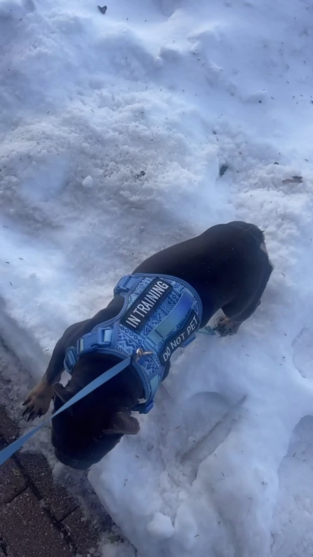 French Bulldog dogs for sale: French Bulldog Puppy 1 - Video 3