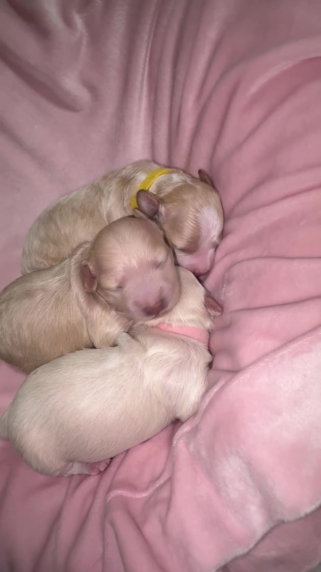 Maltipoo dogs for sale: Maltipoo Puppy 1 - Video 1