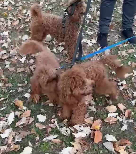 Mini Goldendoodle dogs for sale: Poppi - Video 4