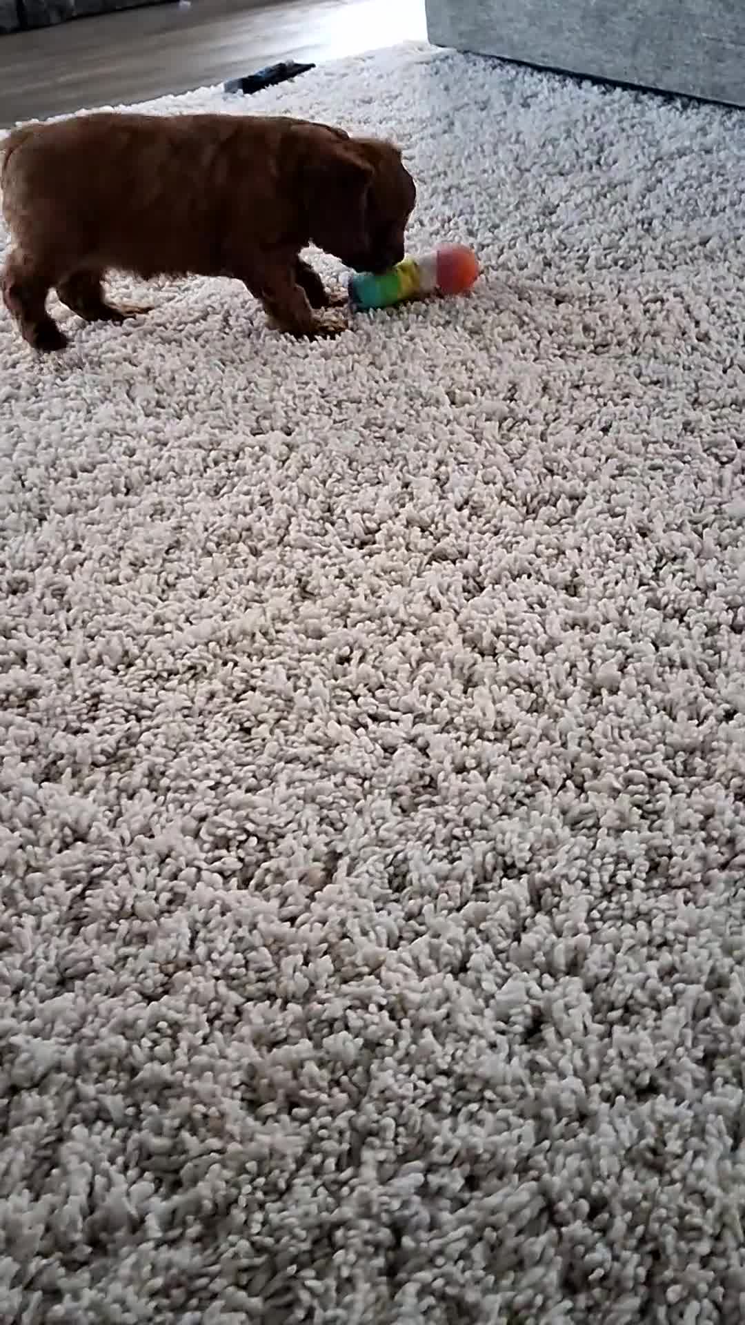 Cavapoo dogs for sale: Greta - Video 1