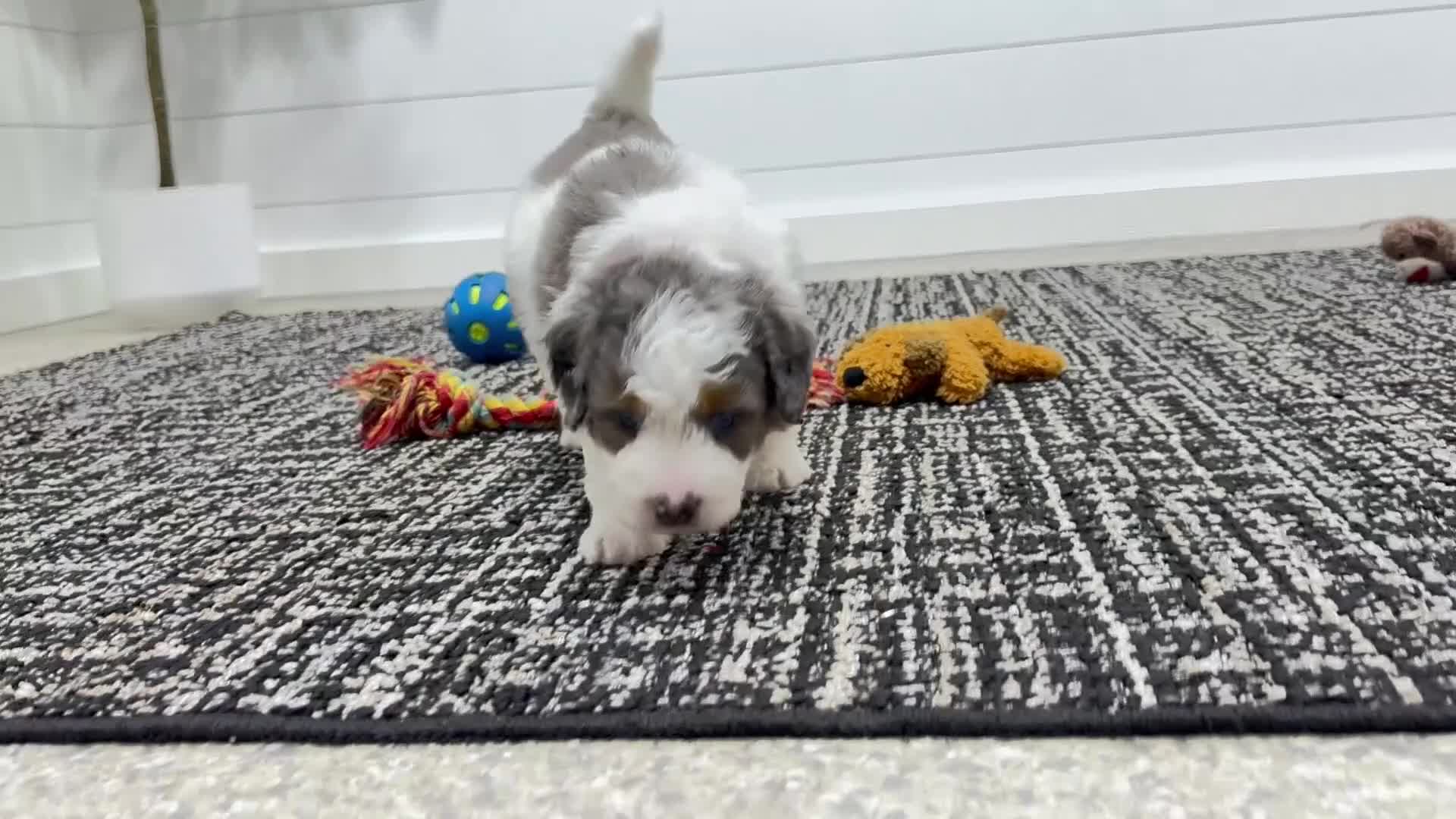 Mini Bernedoodle dogs for sale: Enzo   (F1b) ♥️ - Video 1
