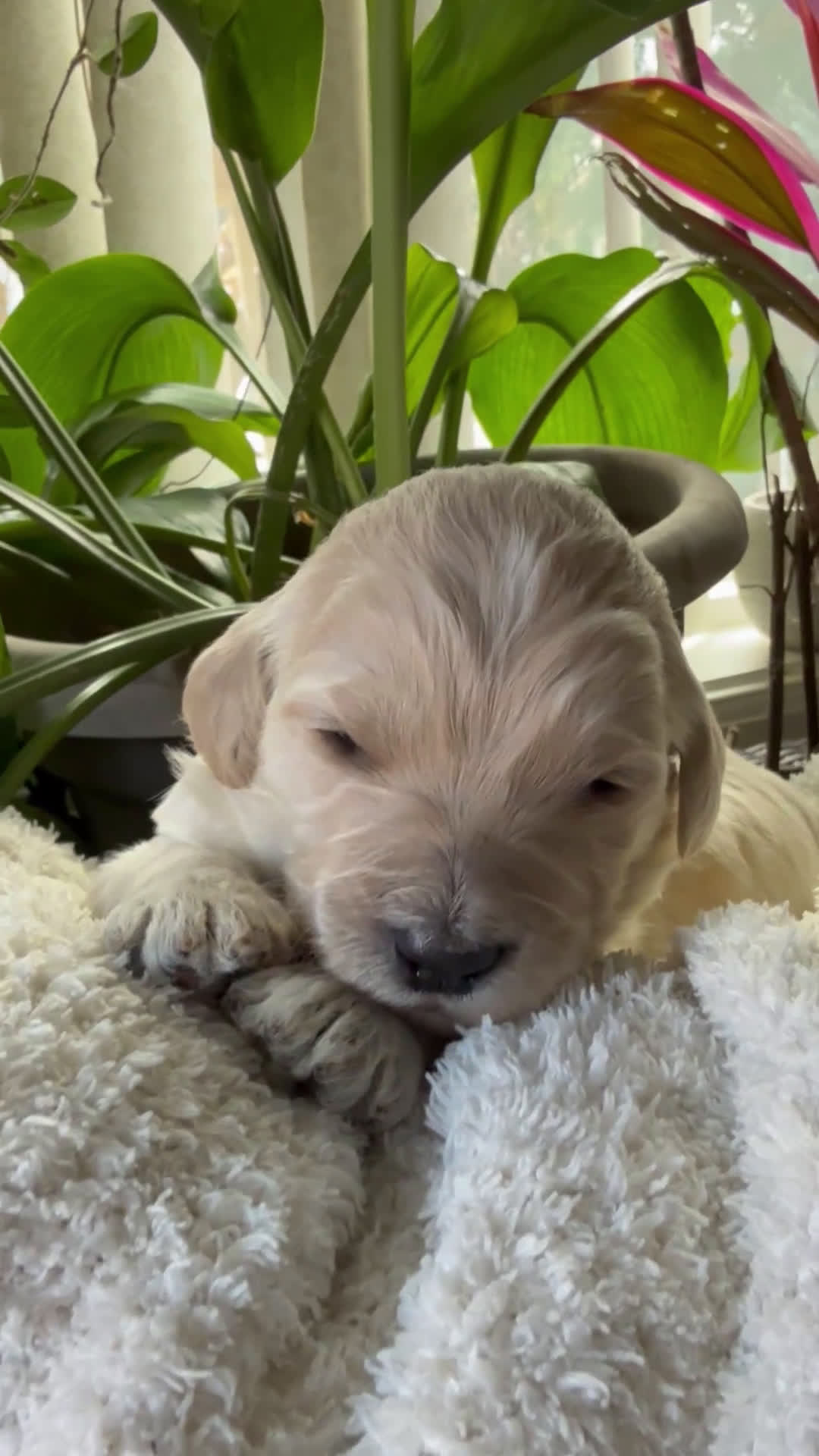 Goldendoodle dogs for sale: Cloud  - Video 4
