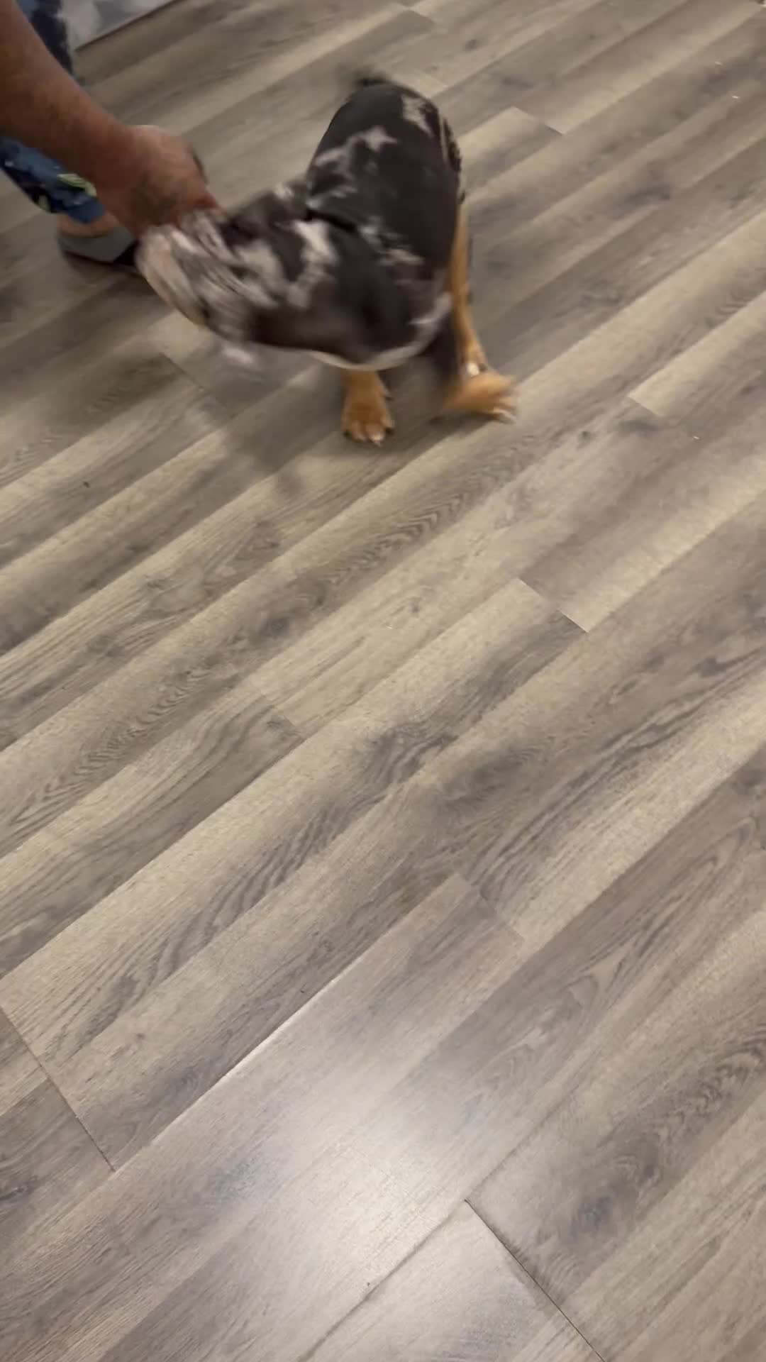 American Bully dogs for sale: American Bully 1 - Video 1