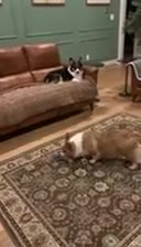Welsh Corgi Pembroke dogs for sale: Welsh Corgi Pembroke Puppy 1 - Video 5