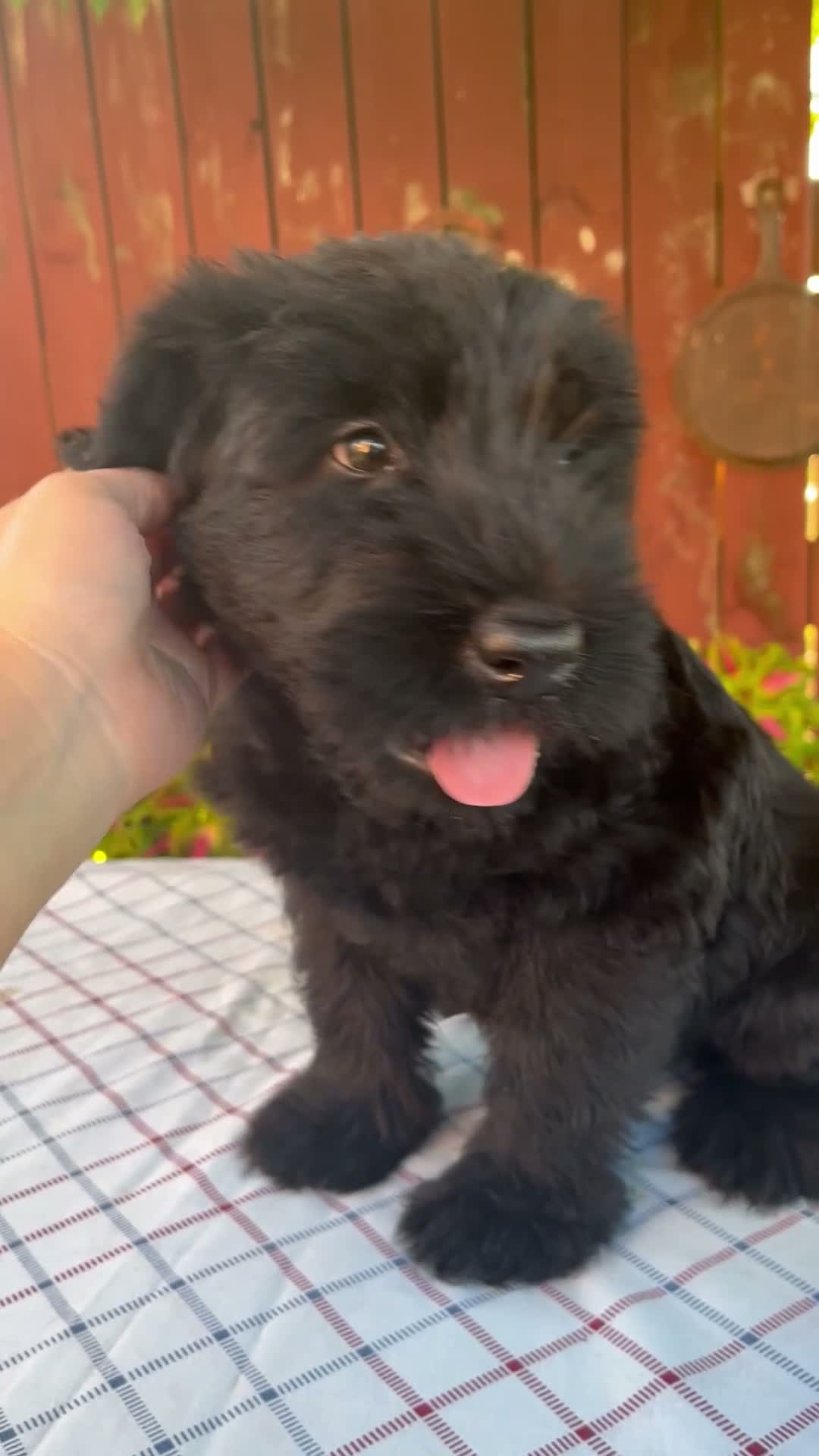 Giant Schnauzer dogs for sale: Olen - Video 1