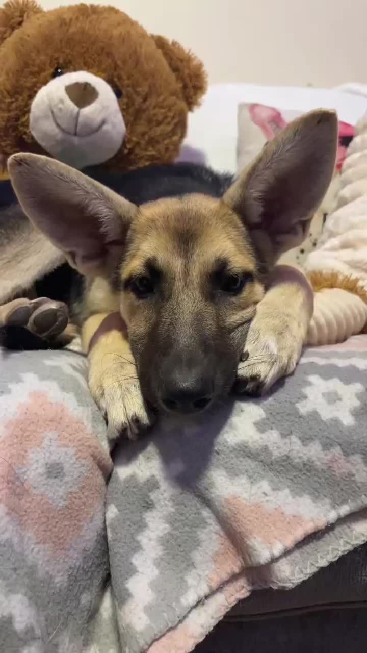 German Shepherd dogs for sale: Bonnie  - Video 4