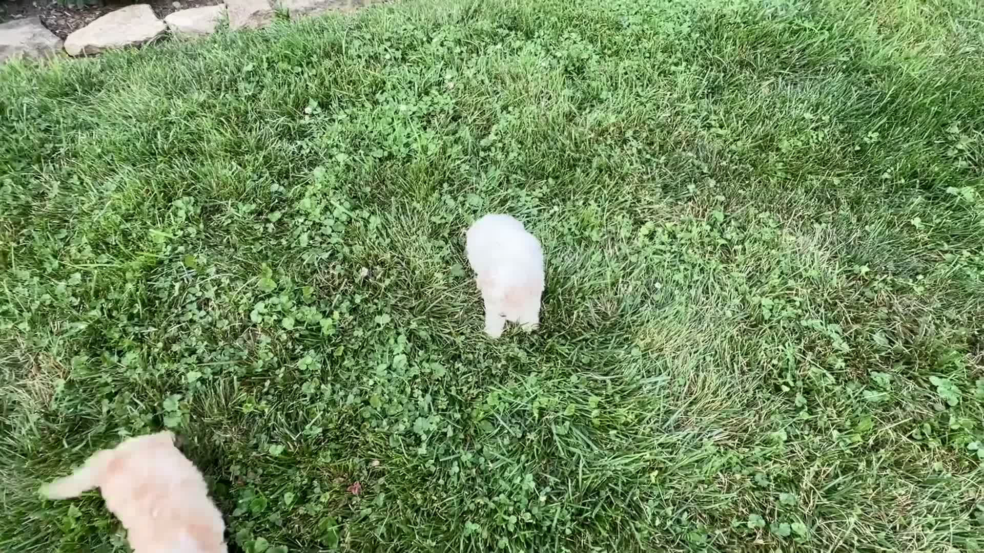 Maltipoo dogs for sale: Casey - Video 1